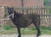 Standard shetland filly