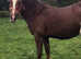 Lovely Welsh Cob brood mare, excellent bloodlines,