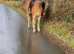 Gorgeous Goldie oldie looking for the perfect partner!