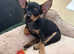 Russian toy terrier KC registered
