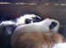 Adult female  guinea pigs for sale