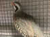 Chukar partridges
