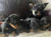 Lancashire Heeler  puppy