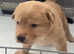 REDUCED PRICE Cockerpoo X puppies