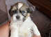 Gorgeous Zuchon/Shihchon pups