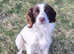 English Springer Spaniel dog for sale