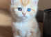GCCF Registered British Shorthair Chocolate Golden Odd Eyes Male