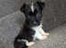 Miniature jack Russell puppies