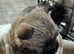 Gorgeous Cairn Terrier Puppies