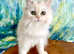 Pearl Rare New Colour Copper Silver
