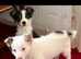 Border collie puppies