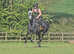 Handsome steel grey 15.3hh irish type gelding