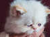 Gorgeous kittens