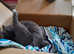 Russian blue babies