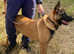 3yrs old Belgian malinois for sale