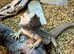 Hypo Trans Genetic Stripe  Leather back  Thunderbolt Bearded Dragon
