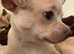 Beautiful White Short Hair Chihuahua BOY PUPPY