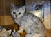 British shorthair kittens for sale