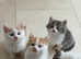 Amazing British longhair/shorthair blue eyes kittens