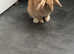 Floppy eared male rabbit