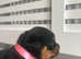 One boy left Rottweiler puppy
