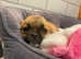 Shih tzu x pug x chihuahua puppies