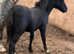 !!FRIENDLIEST FOAL!! Open to offers