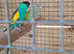 Hooded parakeets