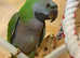 Beautiful young derbayn parrot