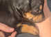 European Doberman x pups