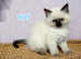 Ragdoll Kitten, for His Forever Home! Sweet nature!