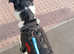 Male Border Collie
