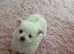 Pomeranians/chihuahuas puppies