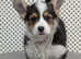 Quality health tested Boy puppy Available