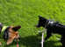 Urgent: Sprollie for rehoming