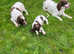 English springer spaniel pup for sale