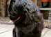 Kc registered pugs ready bank Holiday May 31st