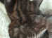 Chocolate brown tabby's