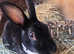 Beautiful female mini rex girl