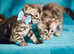 Gorgeous Pedigree Bengal Kitttens, Vaccinated, Ready to leave shortly