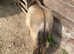***Beautiful Dun Yearling Colt For Sale***
