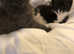 2 half nebelung male kittens