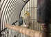 Female cockatiel and male budgie with cage