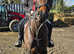 16.2hh bay gelding