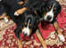 2 beautiful brothers