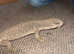 Female savannah monitor