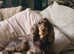 Beautiful health tested chocolate cocker/springer spaniel puppies