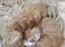 Playful F1 CAVAPOO Puppies READY NOW!!