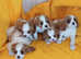 Beautiful Cavalier puppies