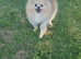 Beautiful cream/white pomeranian